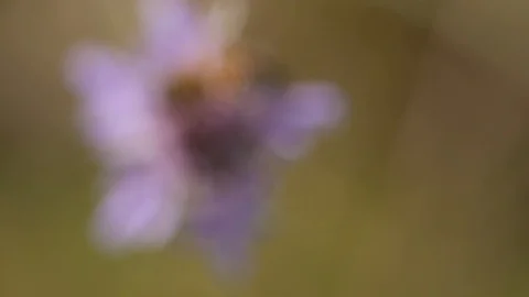Bee on a flower in the countryside - Macro view 스톡 동영상 109058740