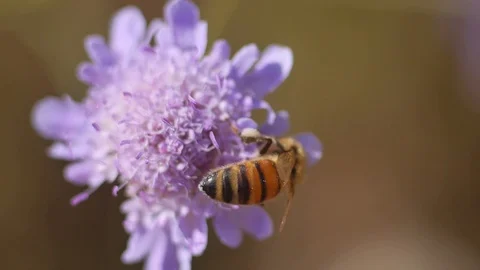Bee on a flower in the countryside - Macro view 스톡 동영상 109058750