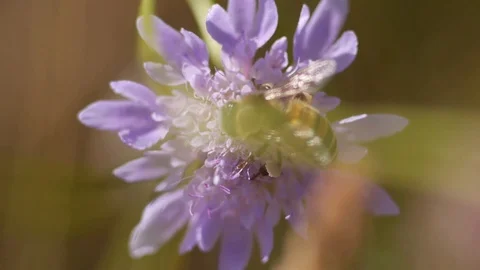 Bee on a flower in the countryside - Macro view 스톡 동영상 109058762
