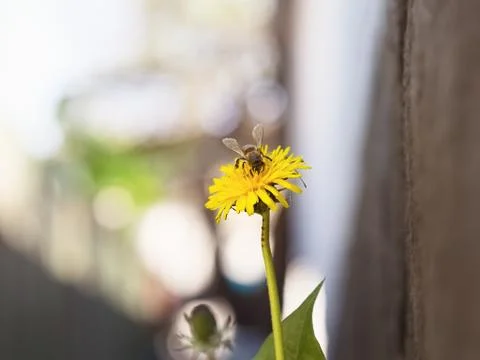 Bee on the flower dandelion Stock Photos