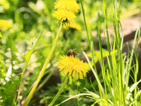 Bee on the flower dandelion Foto stock