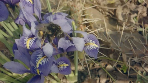 A bee on a flower doing a turn Stock Footage 152528170