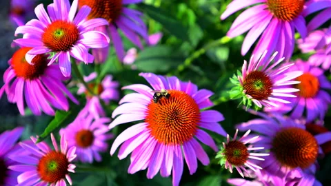 Bee in flower during sumer Stock Footage 202561091