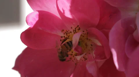 Bee in Flower - E.C.U. Stock Footage 24995165