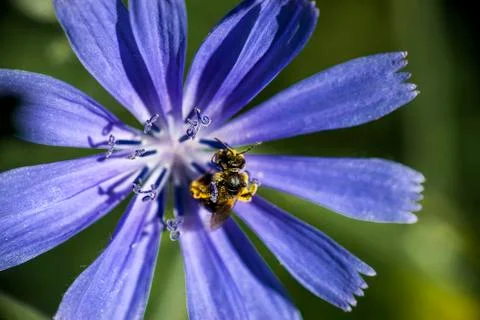 Bee on a flower of endive Stock Photos