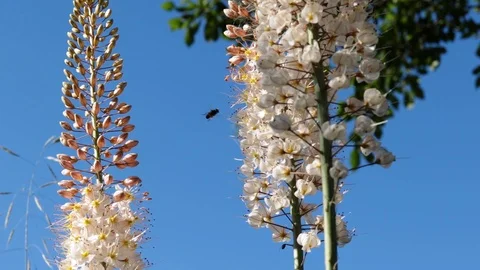 A bee on the flower of Eremurus Stock Footage 110752997
