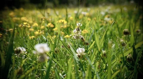 Bee in the flower field. Stock Footage 7451404