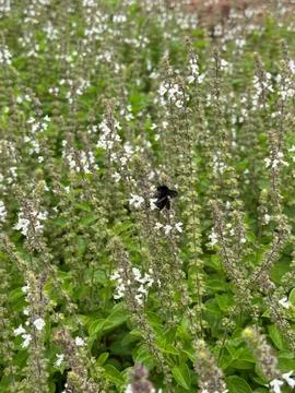 Bee in a flower field Stock Photos