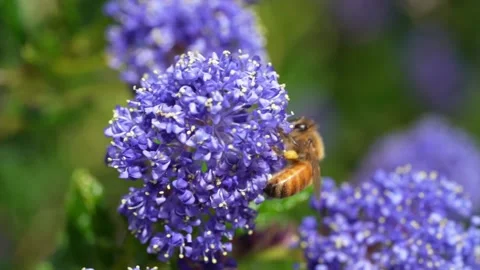 A bee on a flower flies away when another bee arrives. Stock Footage 162624204