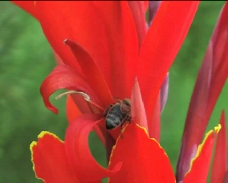 Bee on the flower Stock Footage 83511