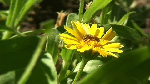 Bee on a flower Stock-Footage 85141