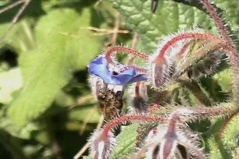 Bee in flower Видео 109307