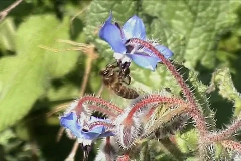 Bee Flower Stock Footage 109393