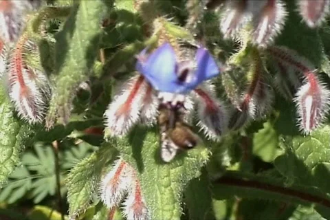 Bee in flower Stock Footage 110034