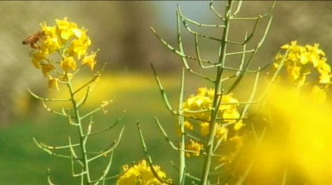Bee on Flower Stock Footage