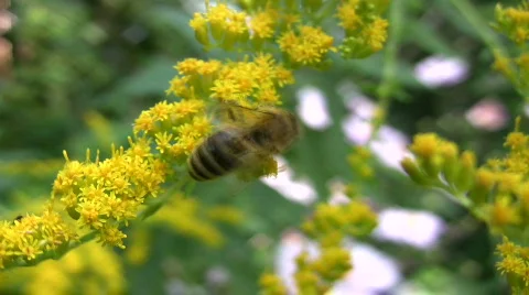 Bee on a Flower Video stock 477481