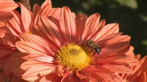 Bee on a flower Video stock 549141