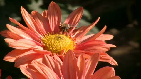 Bee on a flower Video stock 549159