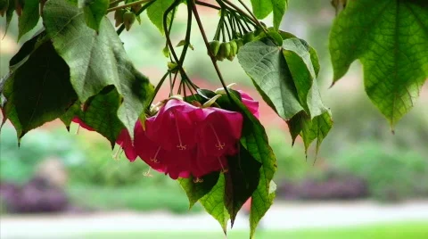 Bee in the flower Stock Footage 635174