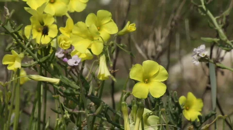 Bee on a flower 库存影片 660762