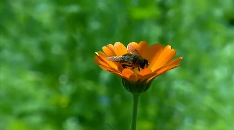 Bee on a flower Stock Footage 722153