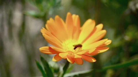 Bee in the flower. Stock Footage 723715