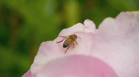 Bee on the flower. Stock Footage 735599