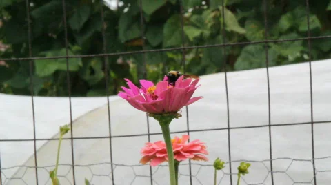 Bee in  flower Video stock 798186