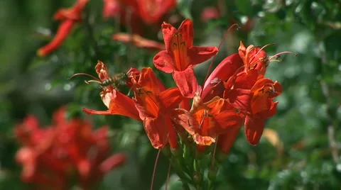 Bee on flower Video stock 919929