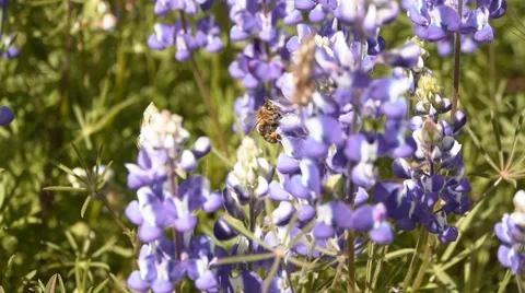 Bee on Flower 動画素材 3879760