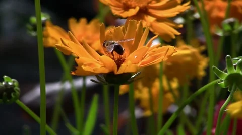 Bee on a flower Video stock 7766900