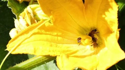 Bee in flower Stock Footage 8577987