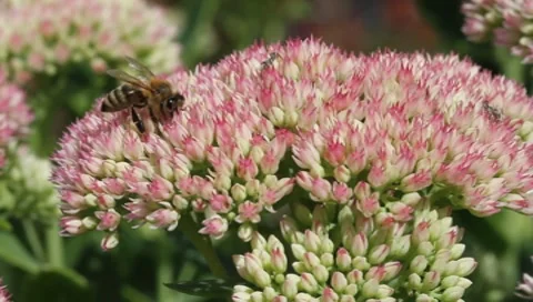Bee on a flower Stock Footage 8606628