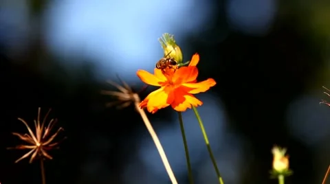 Bee on a flower Stock Footage 8678783