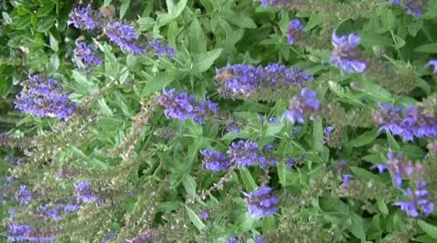 Bee On Flower Video stock 10598368