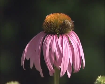 Bee on the flower Stock Footage 10718045