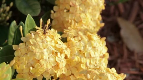Bee on Flower Stock Footage 11016470