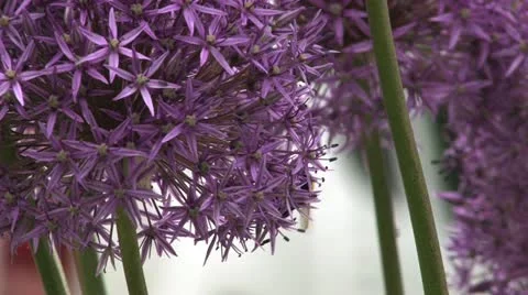 Bee on flower Stock Footage 11238865