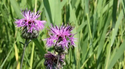 Bee on a flower Stock Footage 11373795