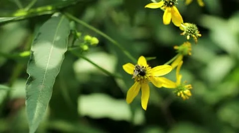 Bee on Flower Stock Footage 11518140