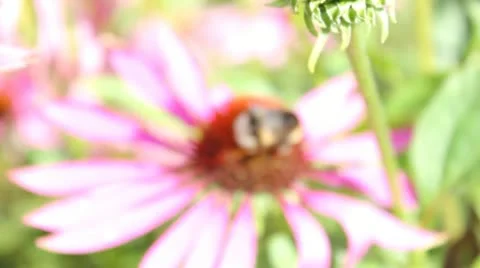 Bee on flower Video stock 11867039