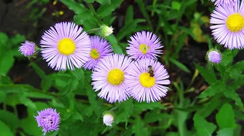 Bee on a flower Video stock 12044782