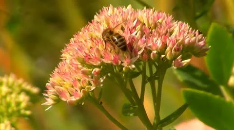 Bee on flower Video stock 12060341