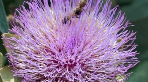 Bee on a flower Stock Footage 19271116