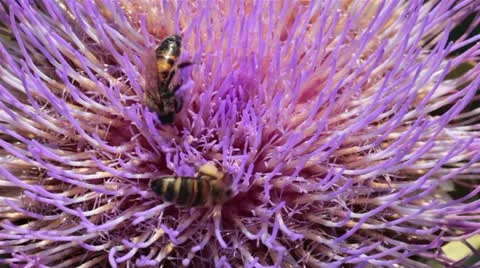 Bee on a flower Stock Footage 19272840