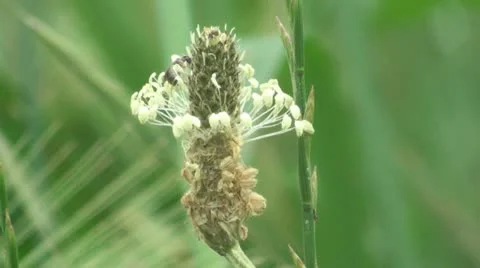 Bee flower 스톡 동영상 21242407