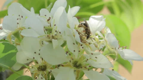 Bee On A Flower Stock Footage 24739774