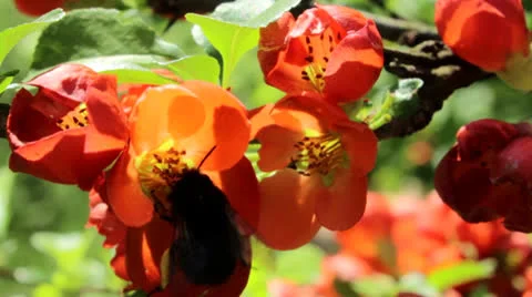 Bee on flower Stock Footage 24739776