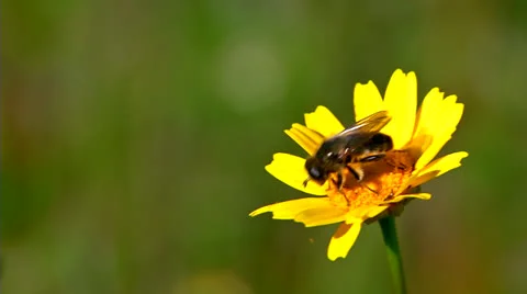 Bee in Flower Stock Footage 25260680