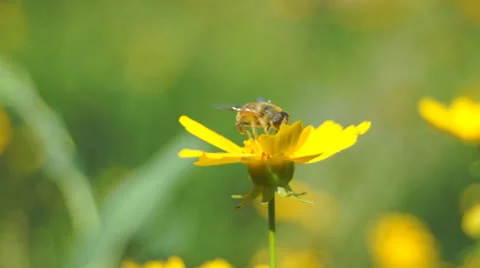 Bee on flower 스톡 동영상 25819283